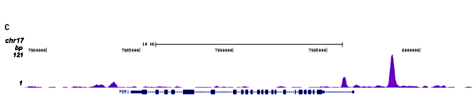 GR Antibody for ChIP-seq assay