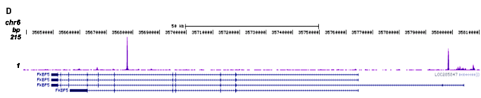 GR Antibody validated in ChIP-seq