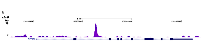 GR Antibody ChIP-seq Grade