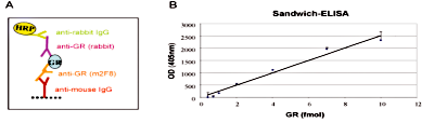 GR Antibody ELISA Validation