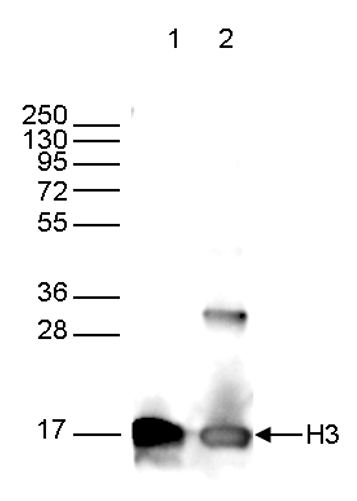 H3pan Antibody validated in Western Blot