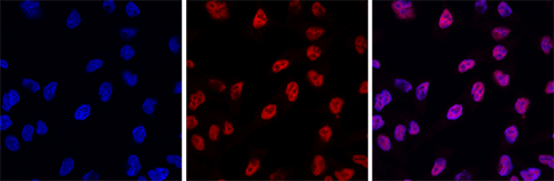 H3pan Antibody validated in Immunofluorescence