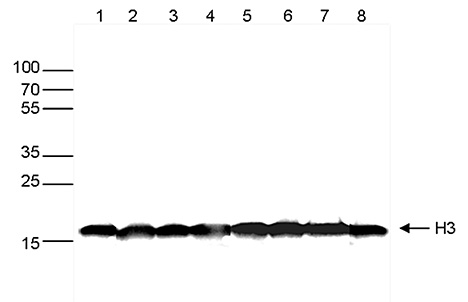 H3pan Antibody validated in Western Blot