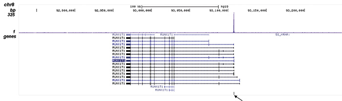 TAL1 Antibody validated in ChIP-seq