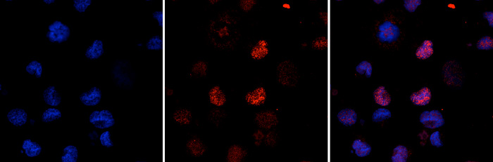 TAL1 Antibody validated in Immunofluorescence