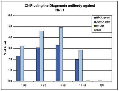 NRF1 Antibody ChIP Grade