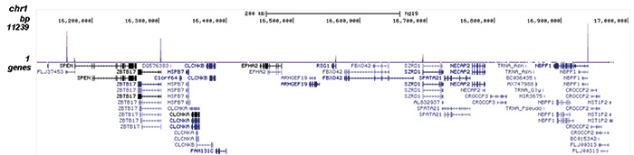 NRF1 Antibody for ChIP-seq 