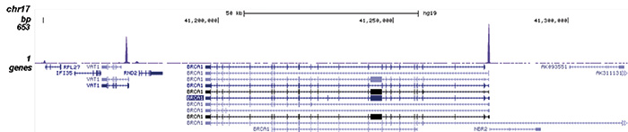 NRF1 Antibody for ChIP-seq assay