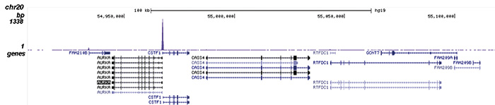 NRF1 Antibody validated in ChIP-seq