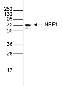 NRF1 Antibody validated in Western Blot 