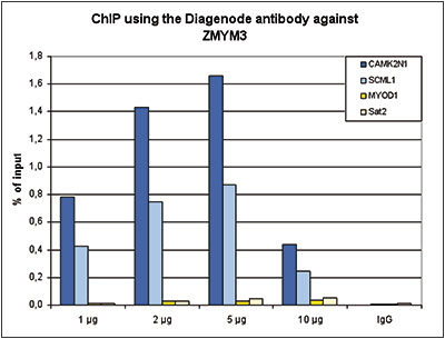 ZMYM3 Antibody ChIP Grade