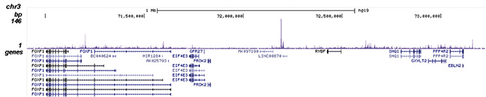 ZMYM3 Antibody for  ChIP-seq