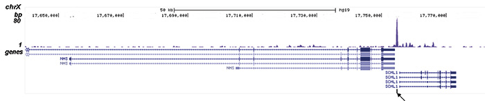 ZMYM3 Antibody  ChIP-seq assay