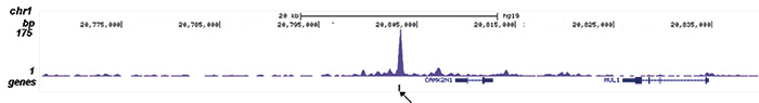 ZMYM3 Antibody validated in ChIP-seq