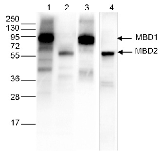 Ty1 Antibody validated in WB