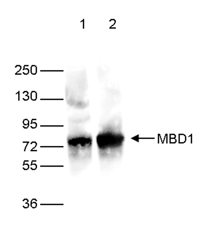 Ty1 Antibody validated in WB