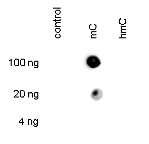  5-mC (5-methylcytosine) Antibody validated in dot blot
