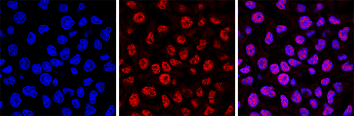 5-mC (5-methylcytosine) Antibody for immunofluorescence