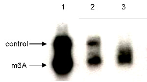 N6-methyladenosine (m6A) antibody for RNA immunoprecipitation