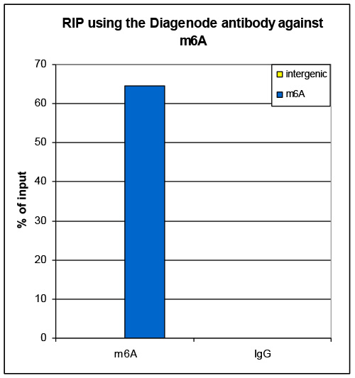 N6-methyladenosine (m6A) antibody for RIP