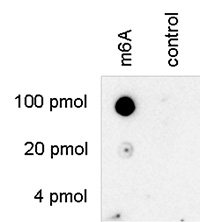 N6-methyladenosine (m6A) antibody validated in dot blot