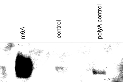 N6-methyladenosine (m6A) antibody for dot blot