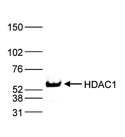 HDAC1 Antibody validated in Western Blot