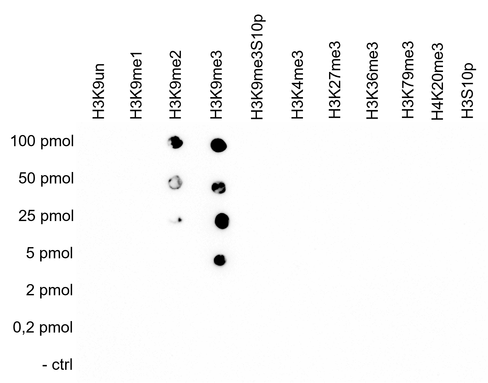 H3K9me3 Antibody validated in Dot Blot