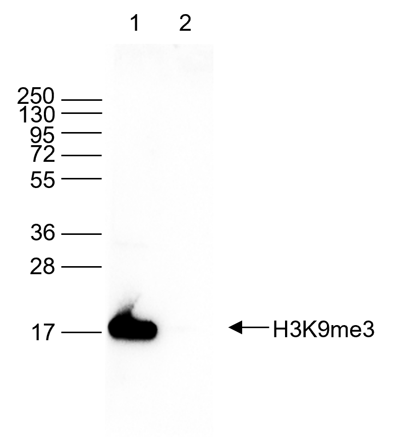 H3K9me3 Antibody validated in Western Blot