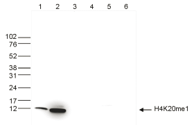 H4K20me1 Antibody validated in Western Blot