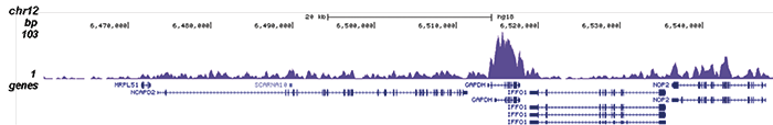 H4K20me1 Antibody ChIP-seq Grade