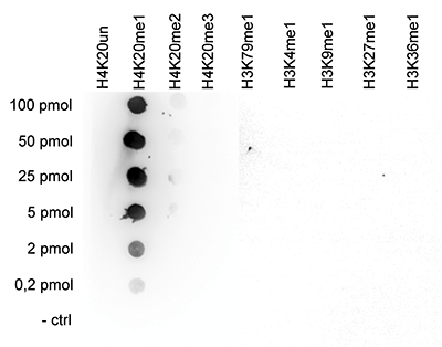 H4K20me1 Antibody Dot Blot validation