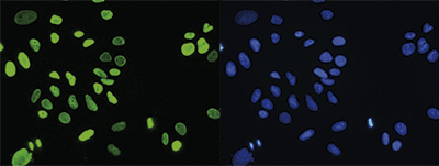 H4K20me1 Antibody validated in Immunofluorescence