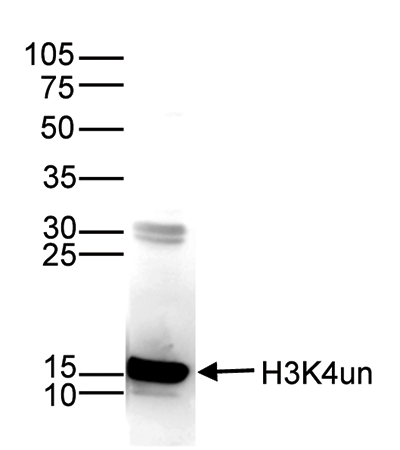 H3K4un Antibody validated in Western Blot