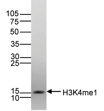 H3K4me1 Antibody validated in Western Blot