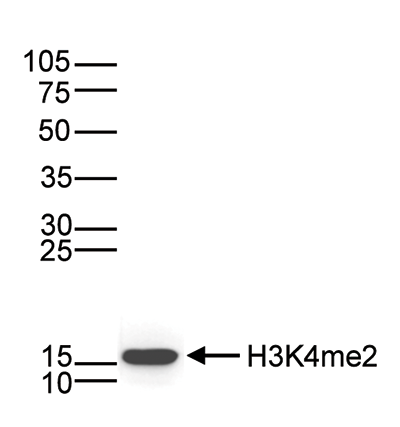 H3K4me2 Antibody validated in Western Blot