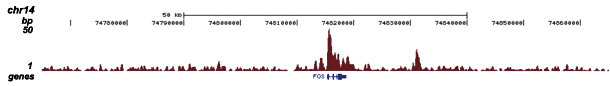 H3K4me3 Antibody validated in ChIP-seq 