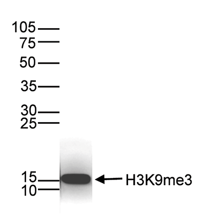 H3K9me3 Antibody validated in Western Blot