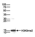 Western Blot