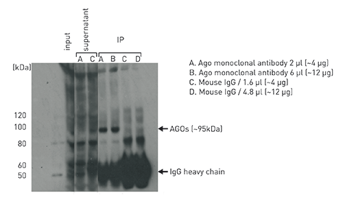 Ago (Argonautes) Antibody validated in IP