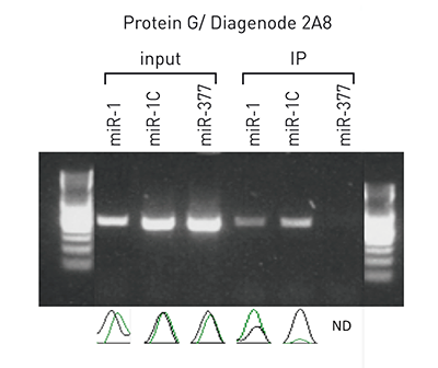 coimmunoprecipitation