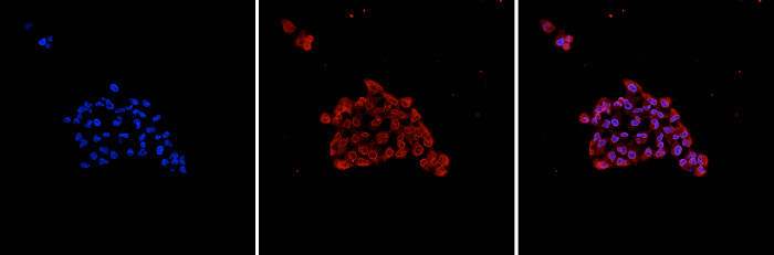 Ago (Argonautes) Antibody validated in IF