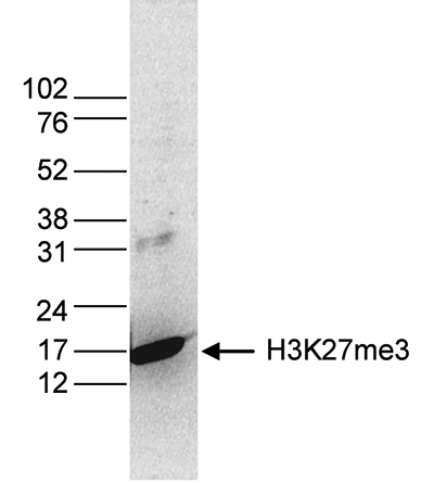H3K27me3 Antibody validated in Western Blot