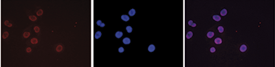 H3K36me3 Antibody validated in Immunofluorescence