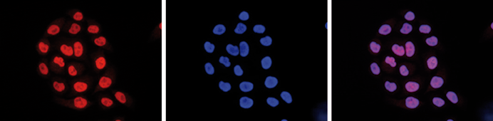 H3K27ac Antibody validated in Immunofluorescence