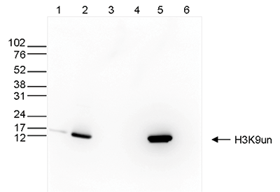 H3K9un Antibody validated in Western Blot