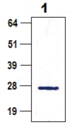 Western Blot