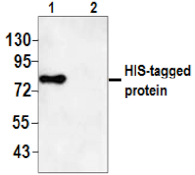 Western Blot