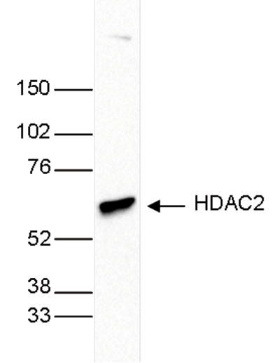 HDAC2 Antibody validated in Western Blot