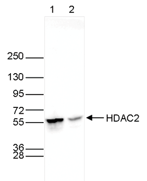 HDAC2 Antibody validated in Western Blot